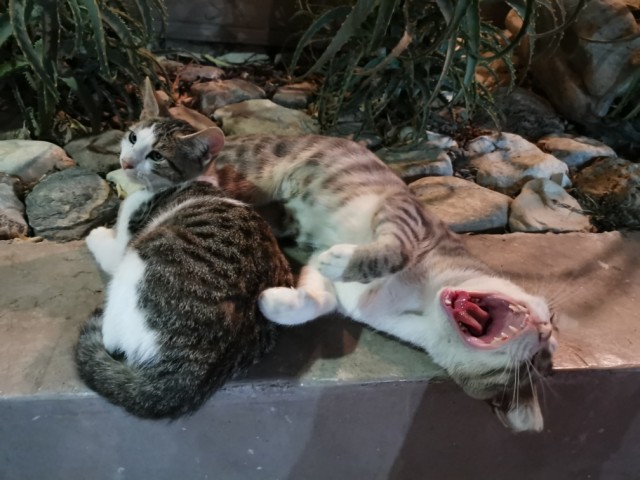 Кошаки. Греческие