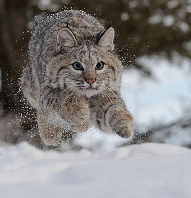 Зимняя рысь