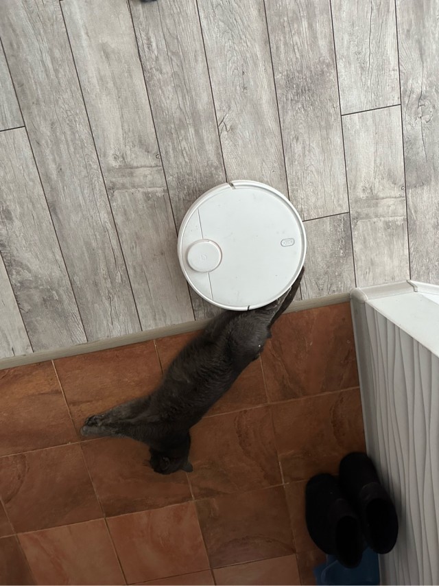 Котовторнику посвящается