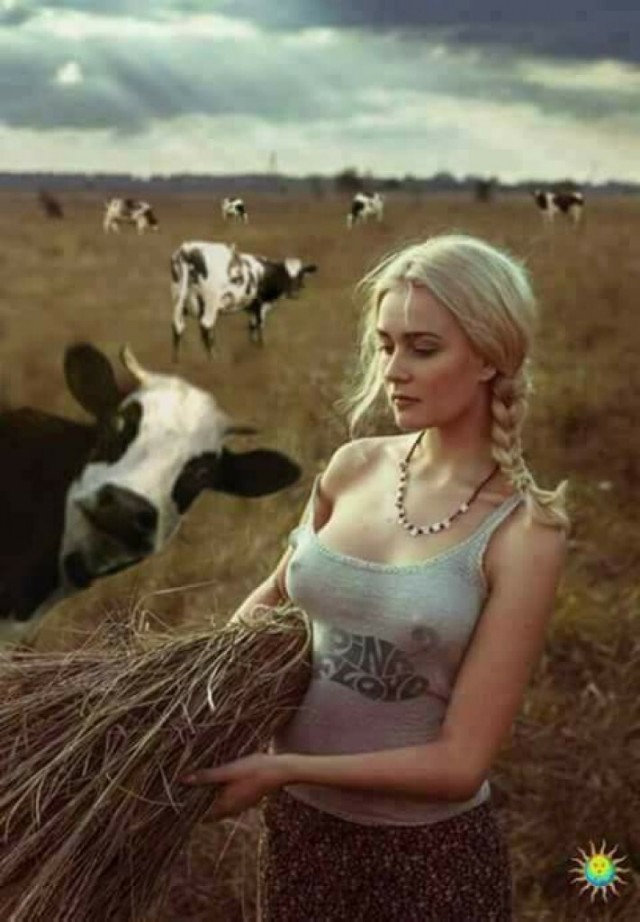 Факты про коров, коллеги