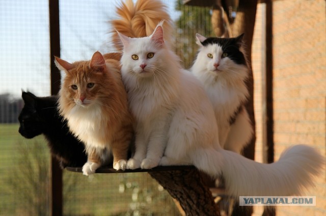 Котовторник 16.04.2013