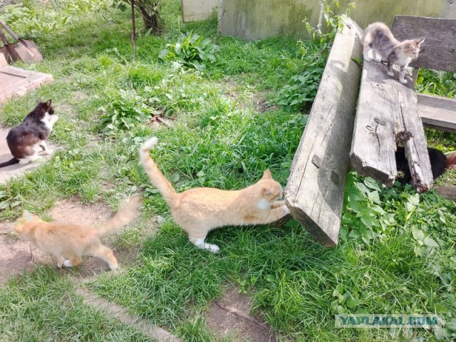 Жизнь домашнего приюта для котеек 456