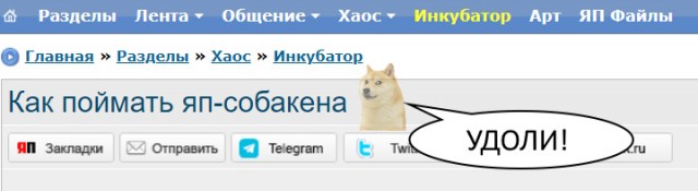 Как поймать яп-собакена