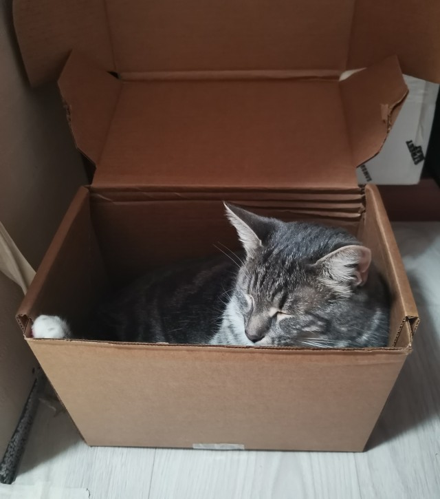 Позы для сна у кошек - что они означают?