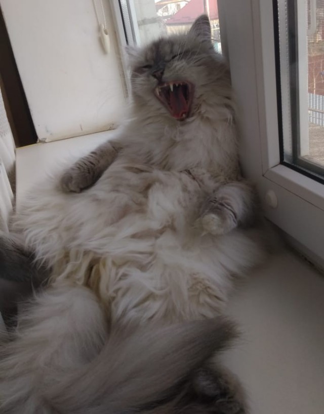Моника