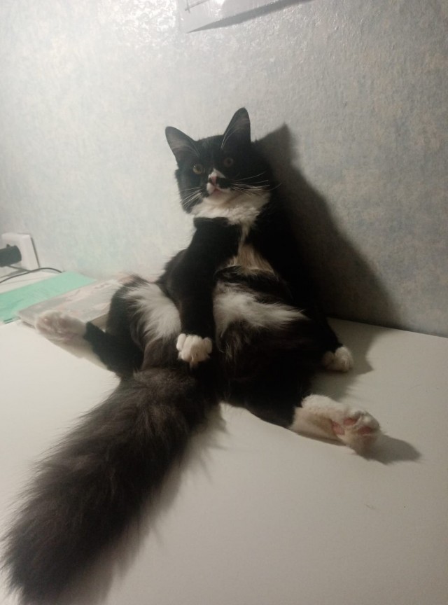 А у нас лапки