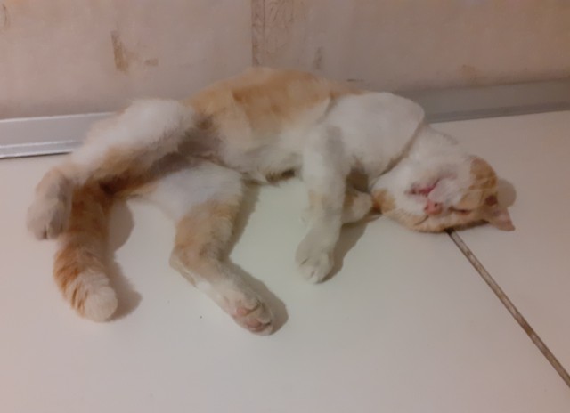 Котовторник же!