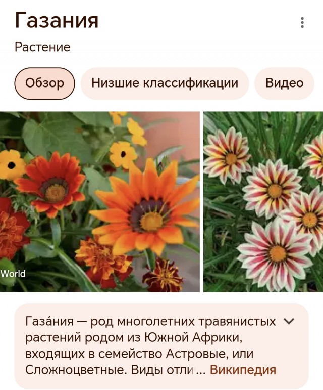 Цветок Гацания