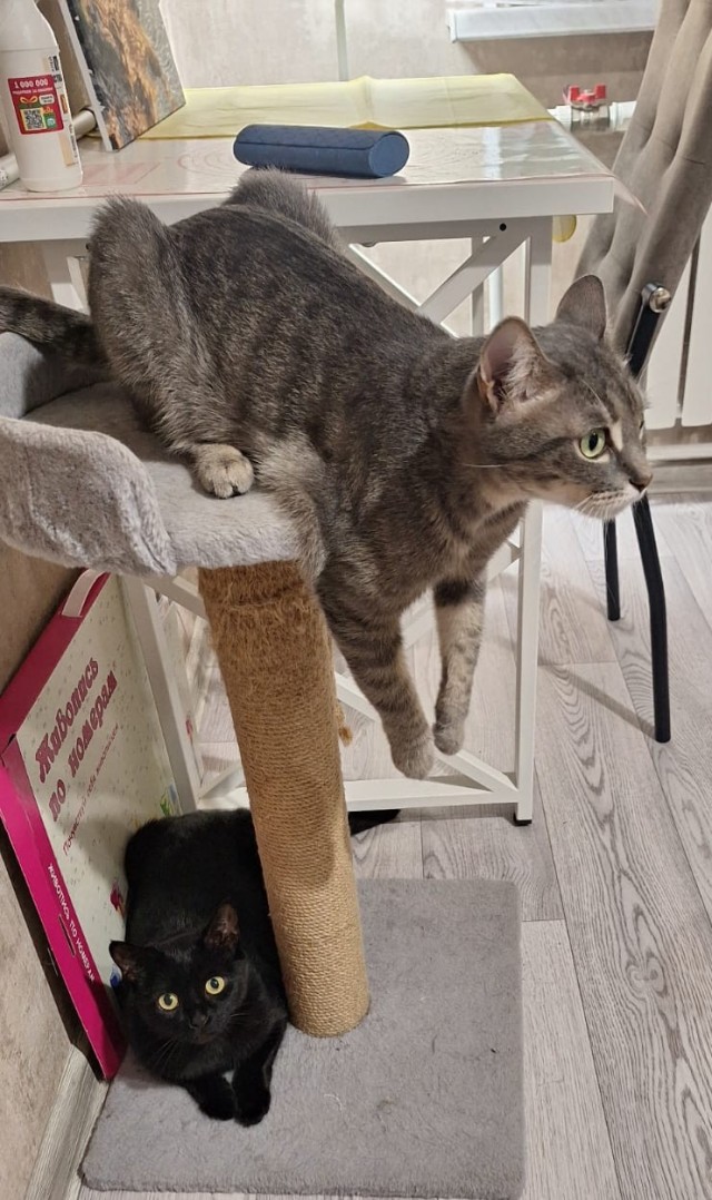 Котовторник 05/11/2024