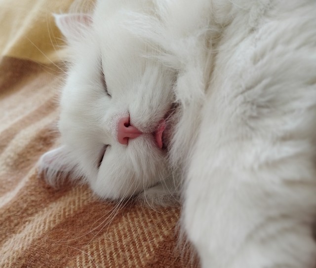 Реакция котов на плач