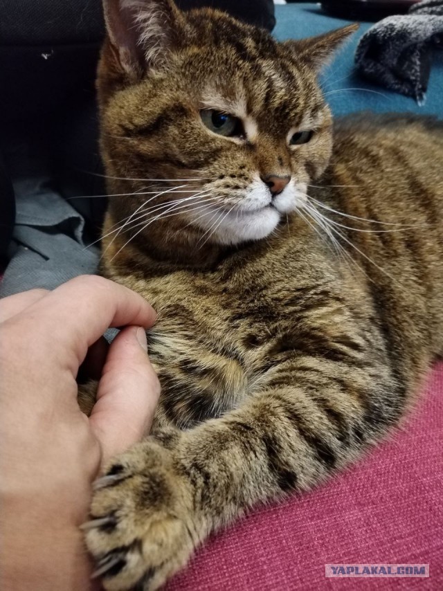 Кошка-Морошка возвращает котовторник