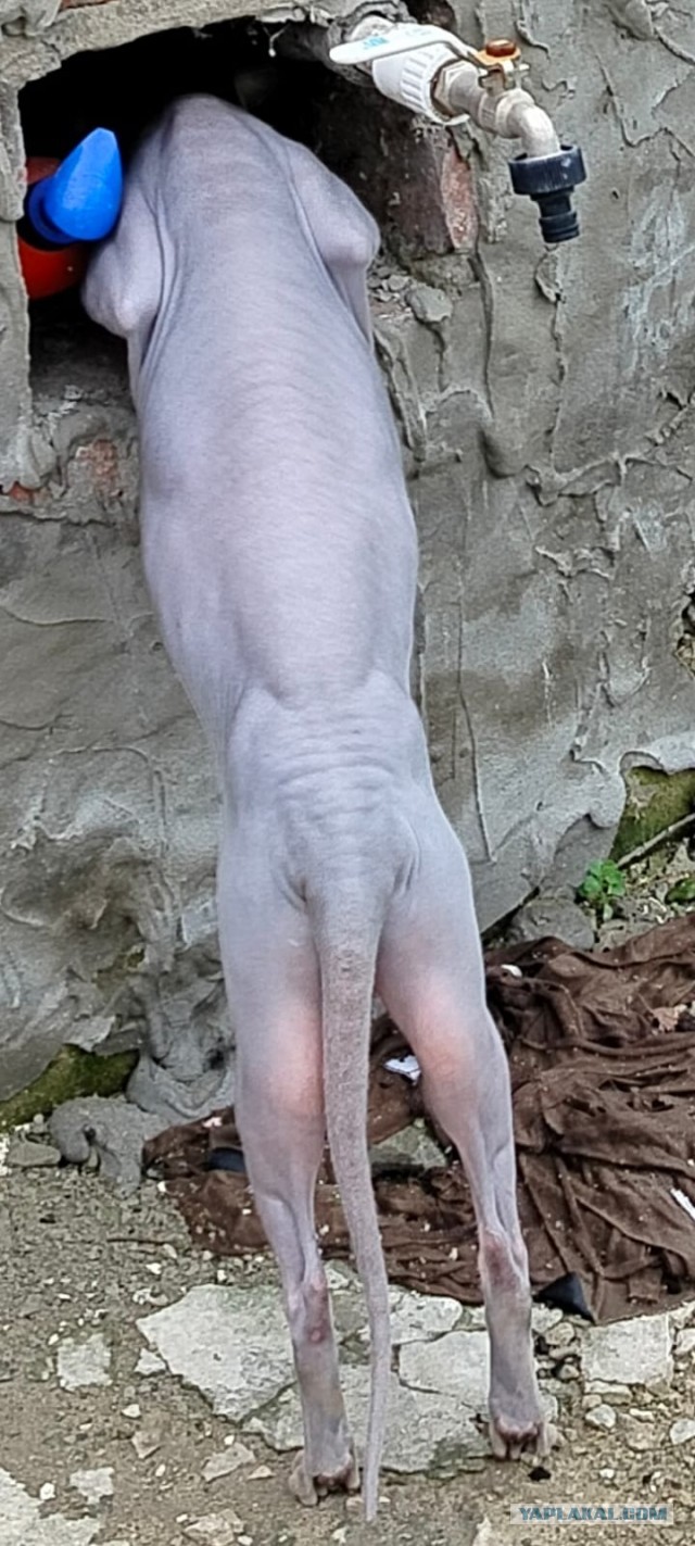 КотоНечто