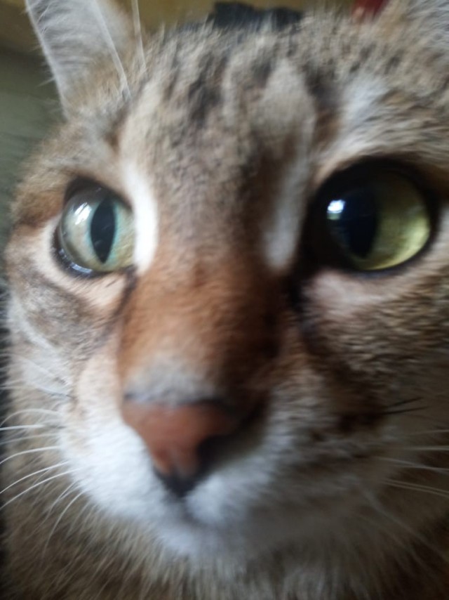 Котониндзя