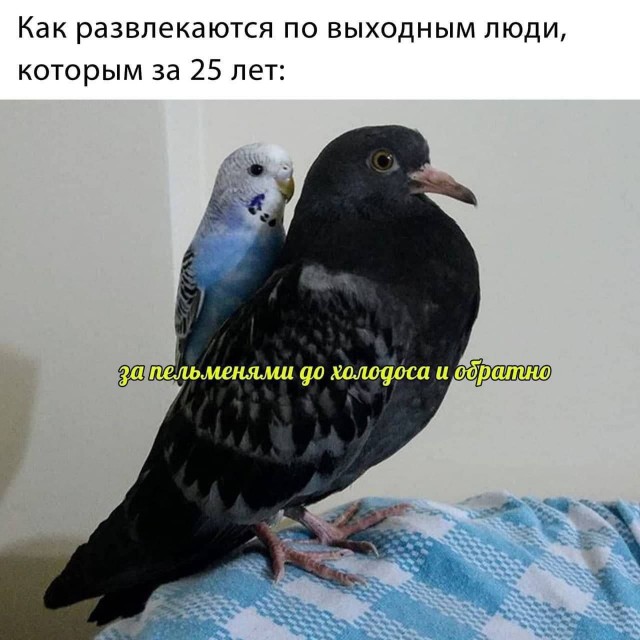 Картинки для деградации 19 (разной степени свежести)