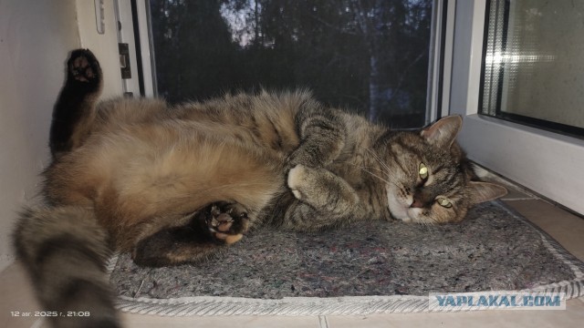 Котаняны