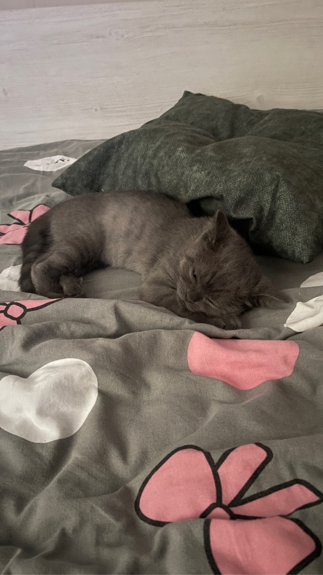Котовторник вроде бы. Тоже присоединяюсь к рабам кошачьих.