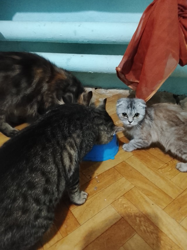 Веселая ферма:  общими усилиями все заготовлено на зиму