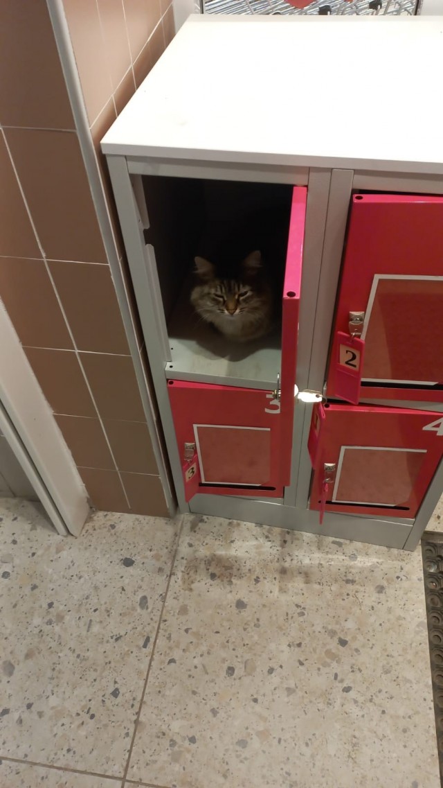 Коты любят коробки)