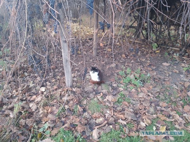 Жизнь домашнего приюта для котеек 562