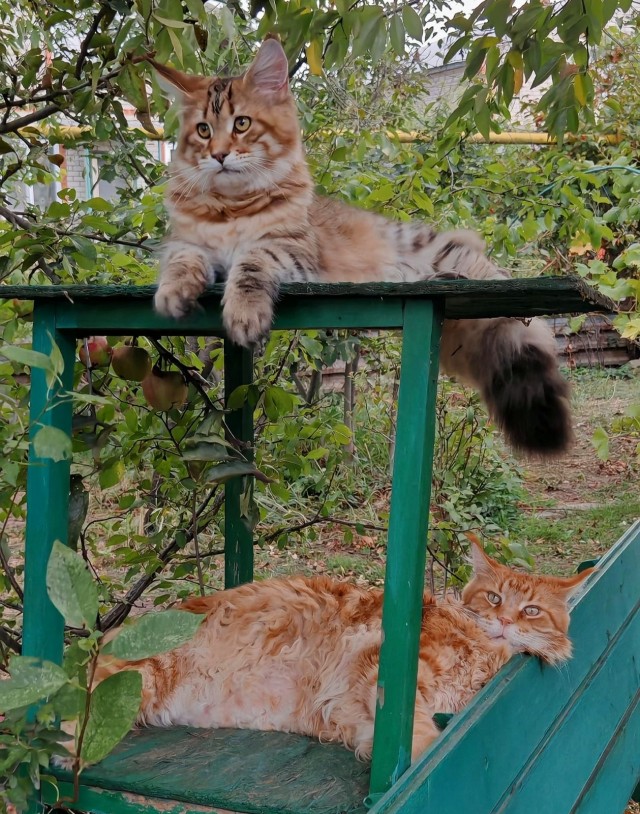 Тихон