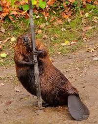 Бобры помогают опылять цветы.