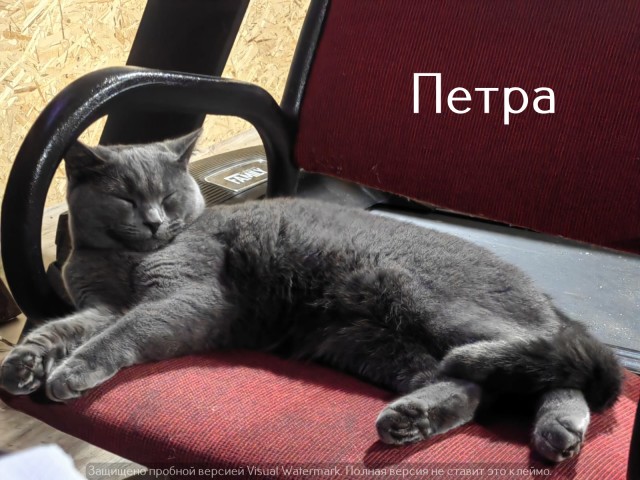 Жизнь домашнего приюта "Котоленд" 521