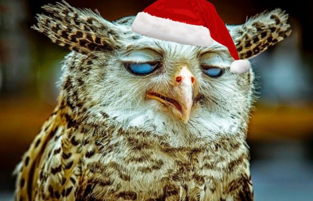 Пока только такие подснежники