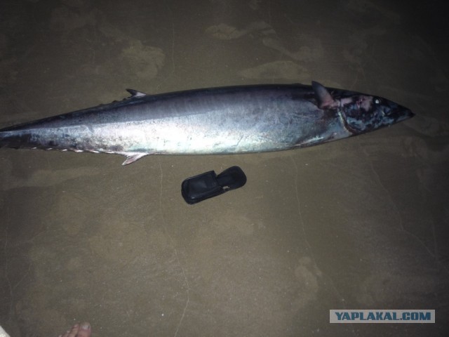 Не Сочи в противовес Египту, Турции и пр