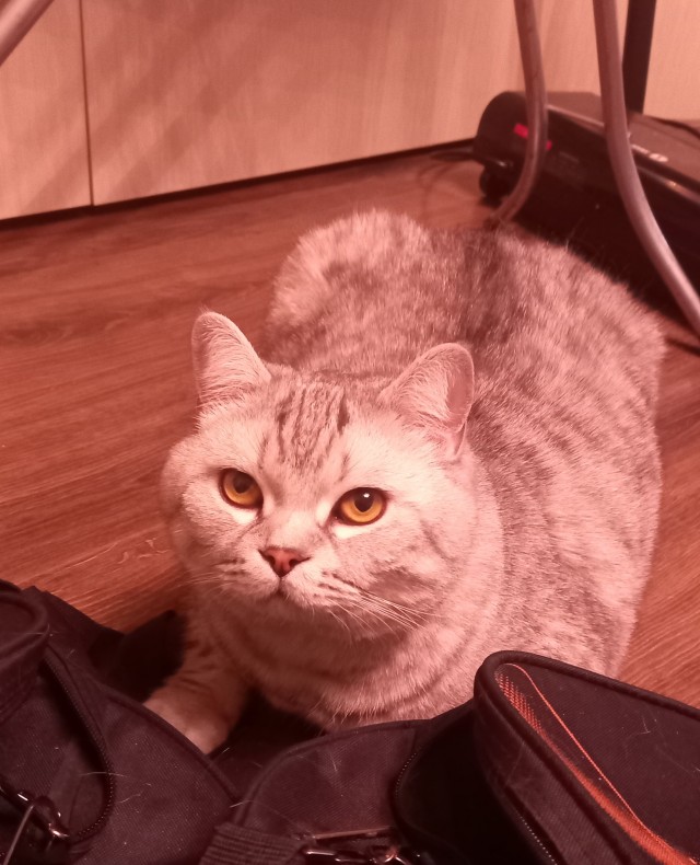 Принимайте в ряды вислоухих