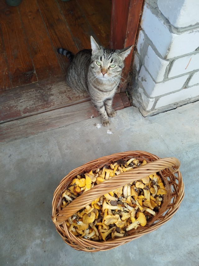 Пост про кота и лисички