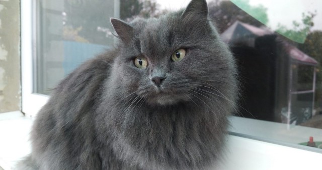 Котовторник сегодня
