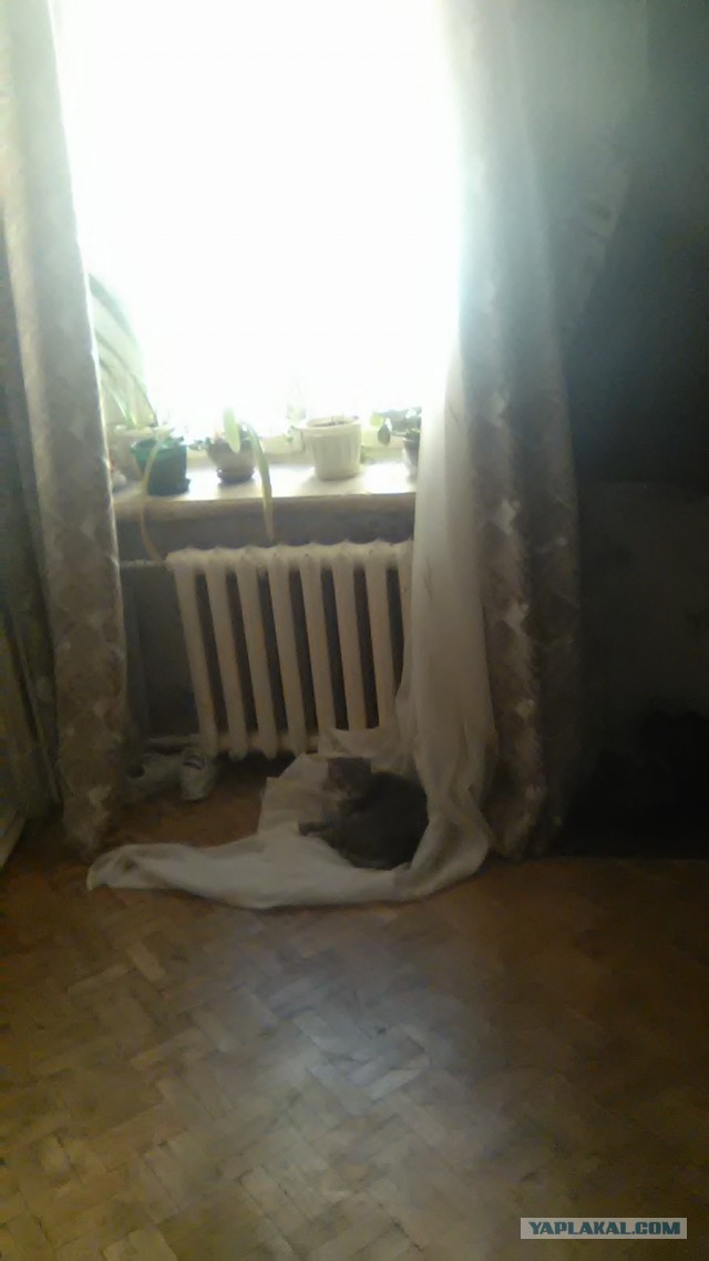 Фигни пост