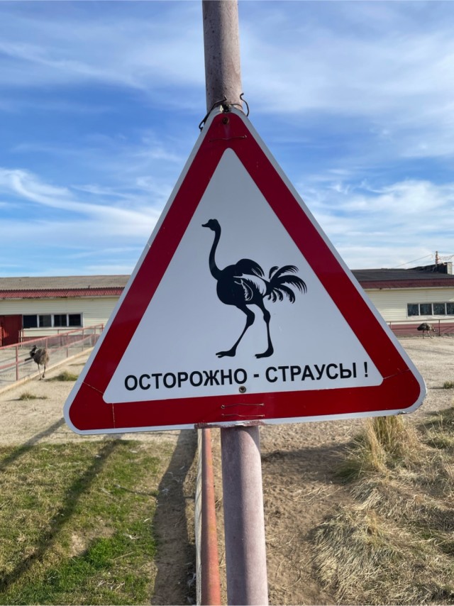 Поездка к страусам