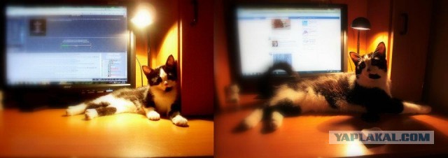 Коты и время