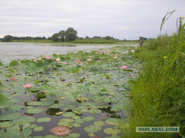 Владивосток и Русский остров с высоты...
