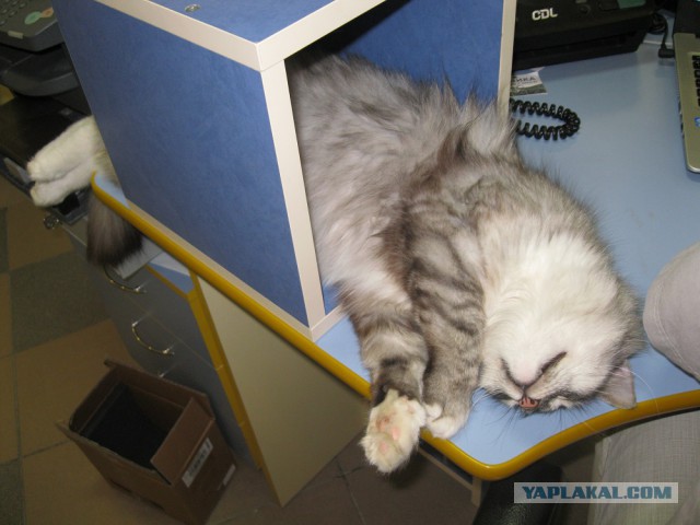 Котовторник 6.05.2014