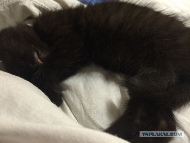 Котовторник 27.5.2014
