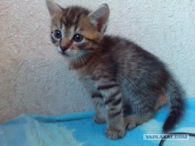 Котовторник 17.06.2014