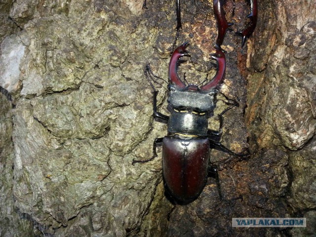 Редкий жучара