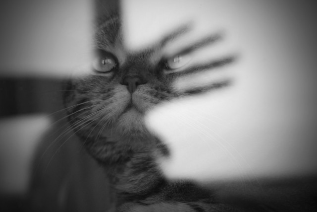 Котовторник  08.07.2014