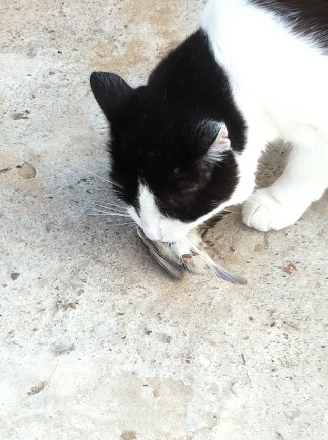 Котовторник  08.07.2014