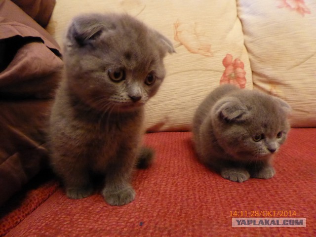 Котовторник 28.10.2014