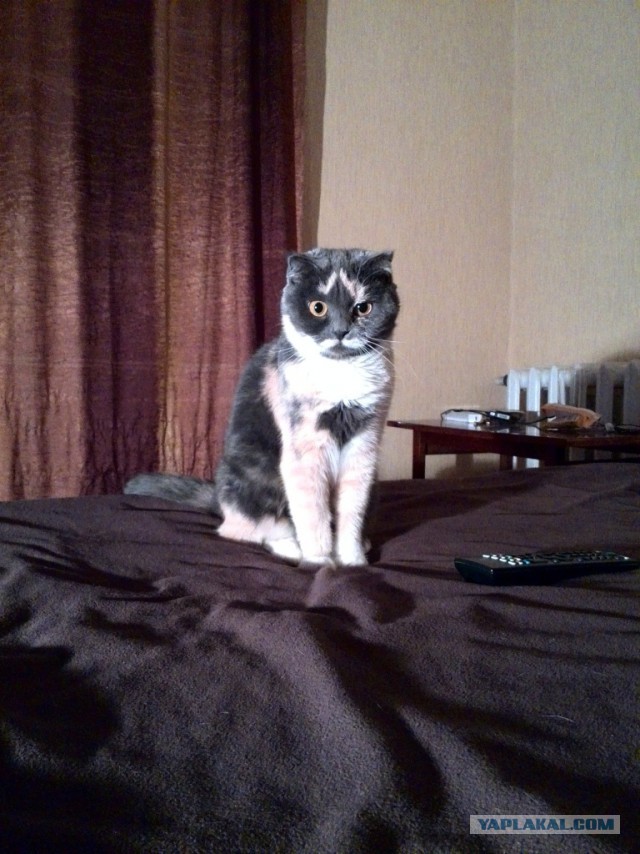 Котовторник 23.12.2014