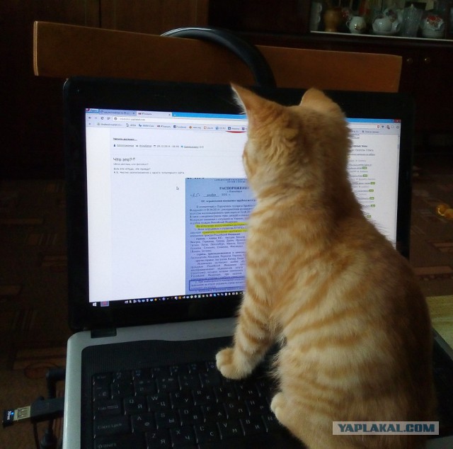 Котовторник 30.12.2014