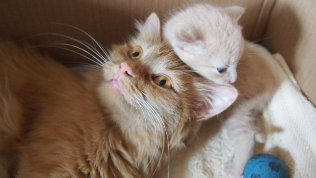Котовторник 7.07.2015