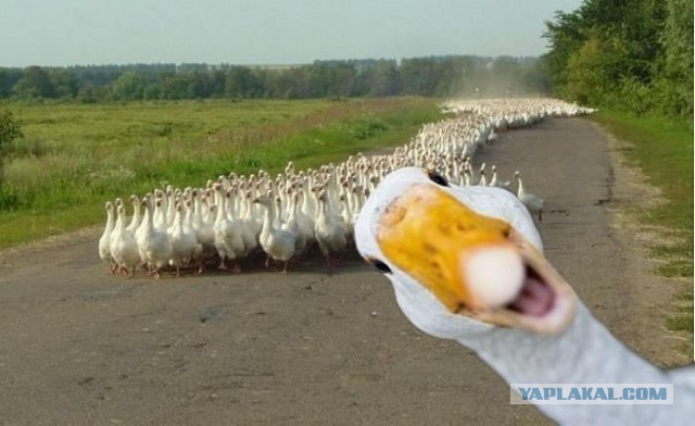 Осторожно! ДОМ2