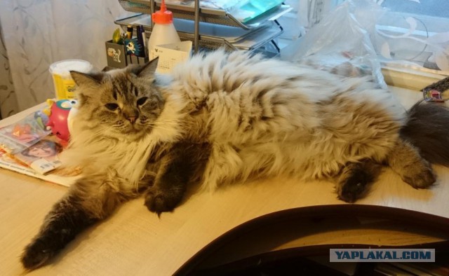 Привет кошатникам!