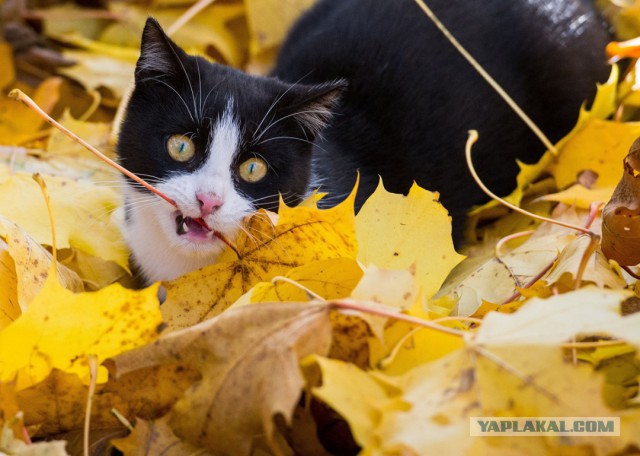 Котовторник  10.11.2015