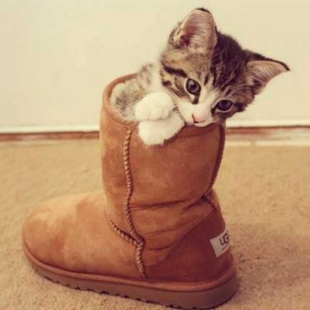 Котовторник 17.11.2015