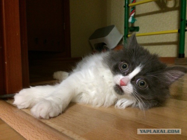 Котовторник 22.12.2015